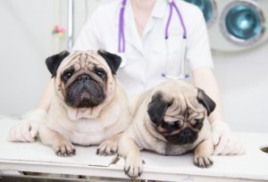 two-pugs-at-vet