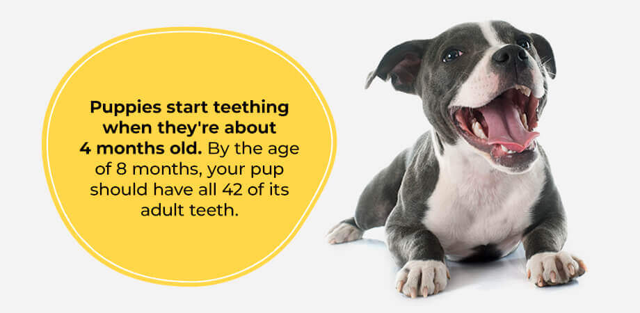 How-long-does-puppy-teething-last