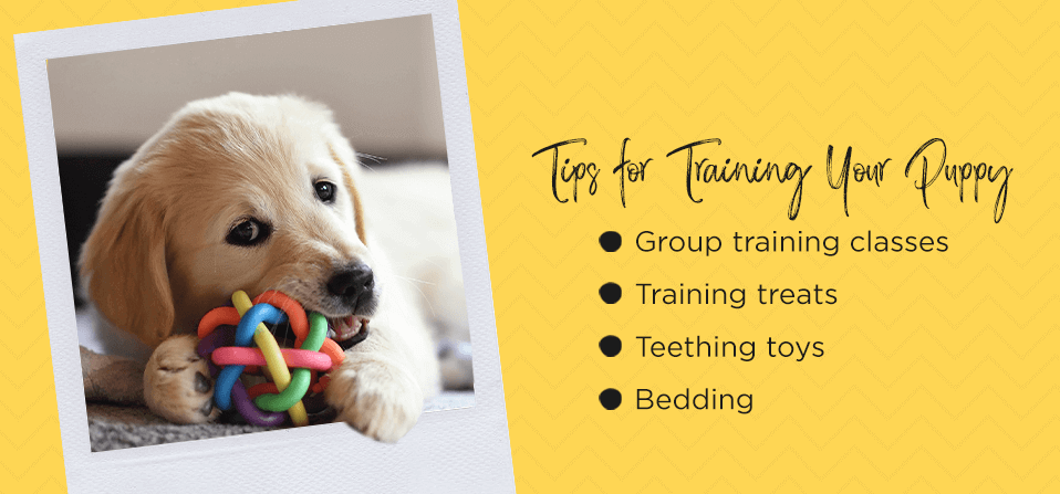 Tips-for-Training-Your-Puppy