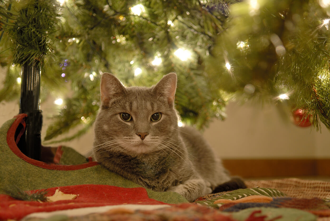 cat-under-the-christmas-tree