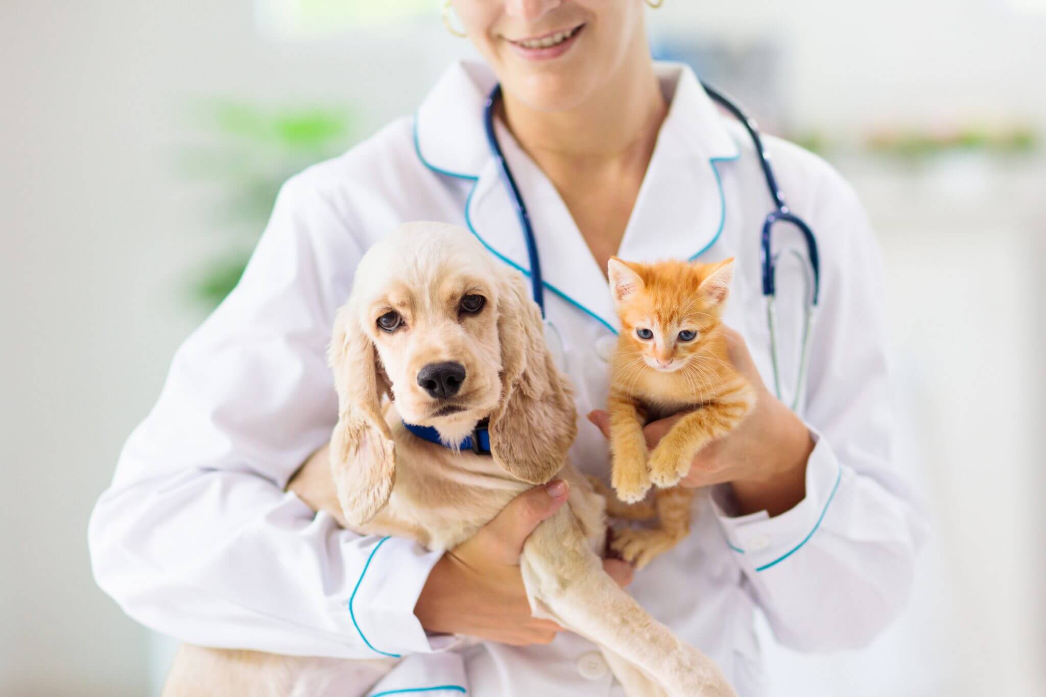 doctor-holding-cat-dog