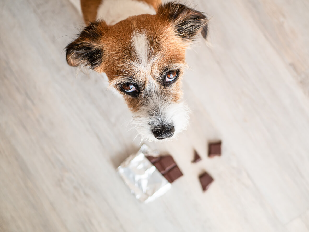 dog-with-chocolate