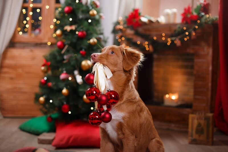 dog-with-red-christmas-ornaments