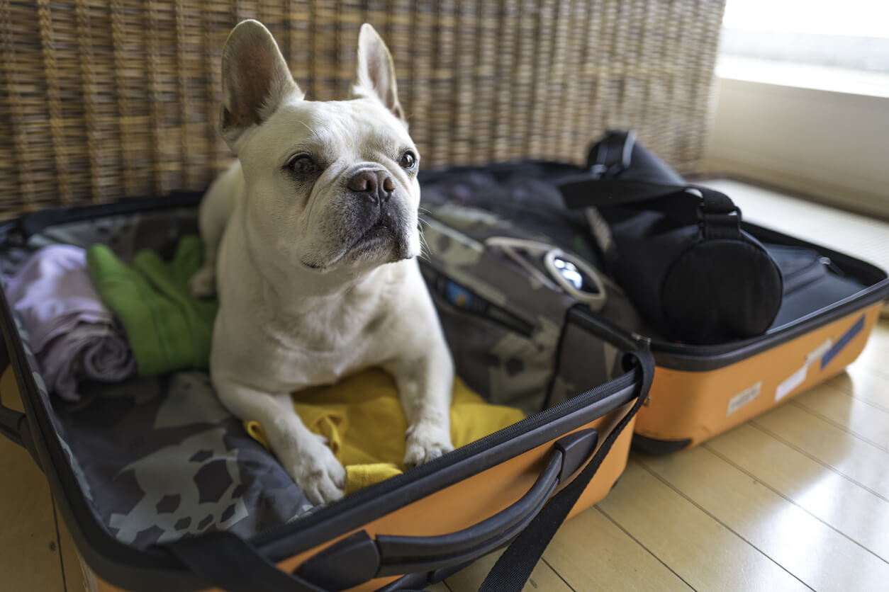 french-bulldog-in-a-suitcase