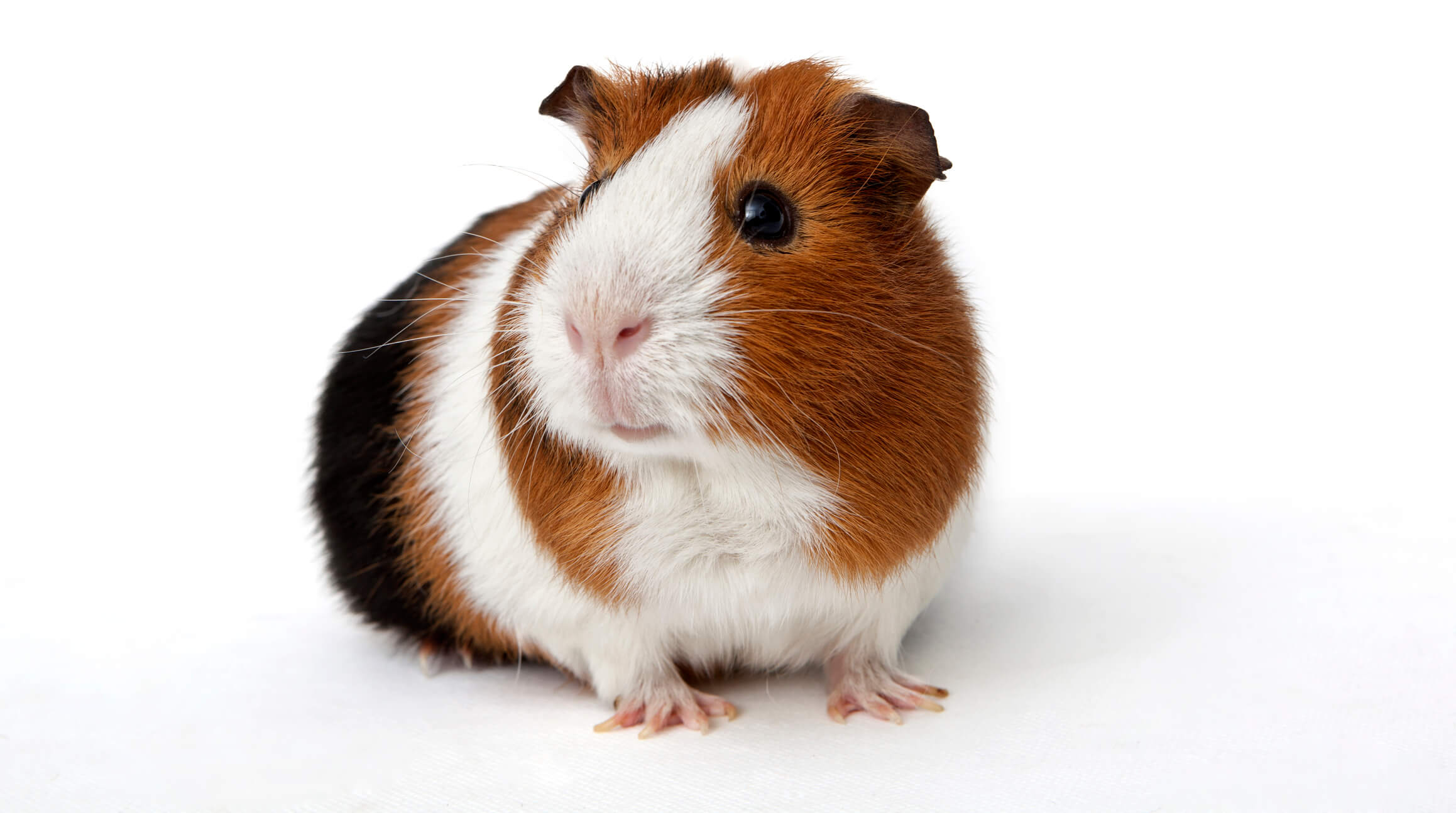 guinea-pig-on-a-white-background
