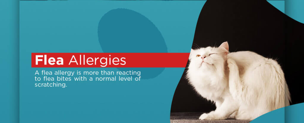 identifying-Flea-Allergies-in-pets