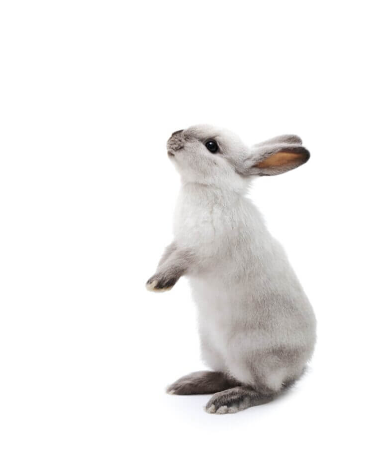 little-rabbit-on-white