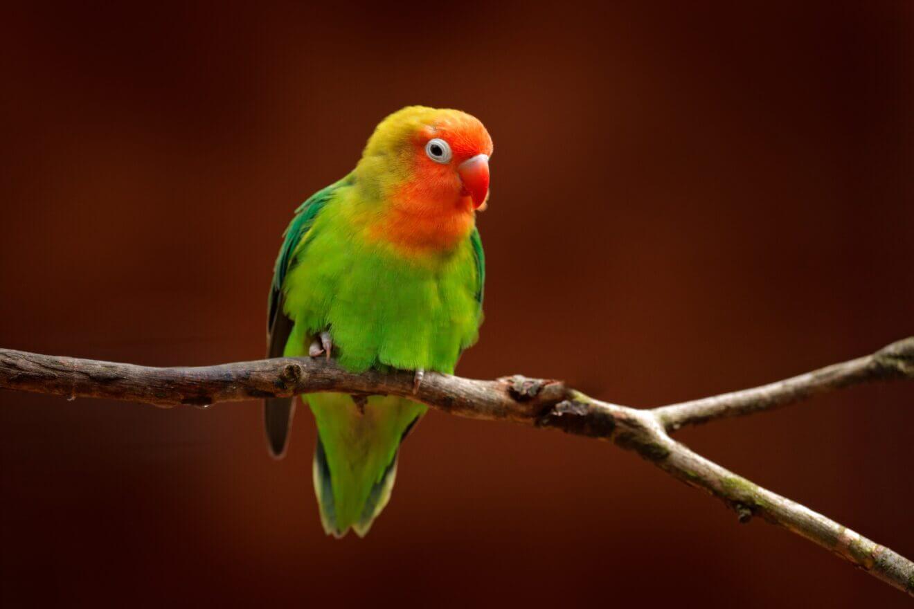 nyasa-lovebird-or-lilians-lovebird-agapornis-lilianae-green-exotic-bird-sitting-on-the-SBI