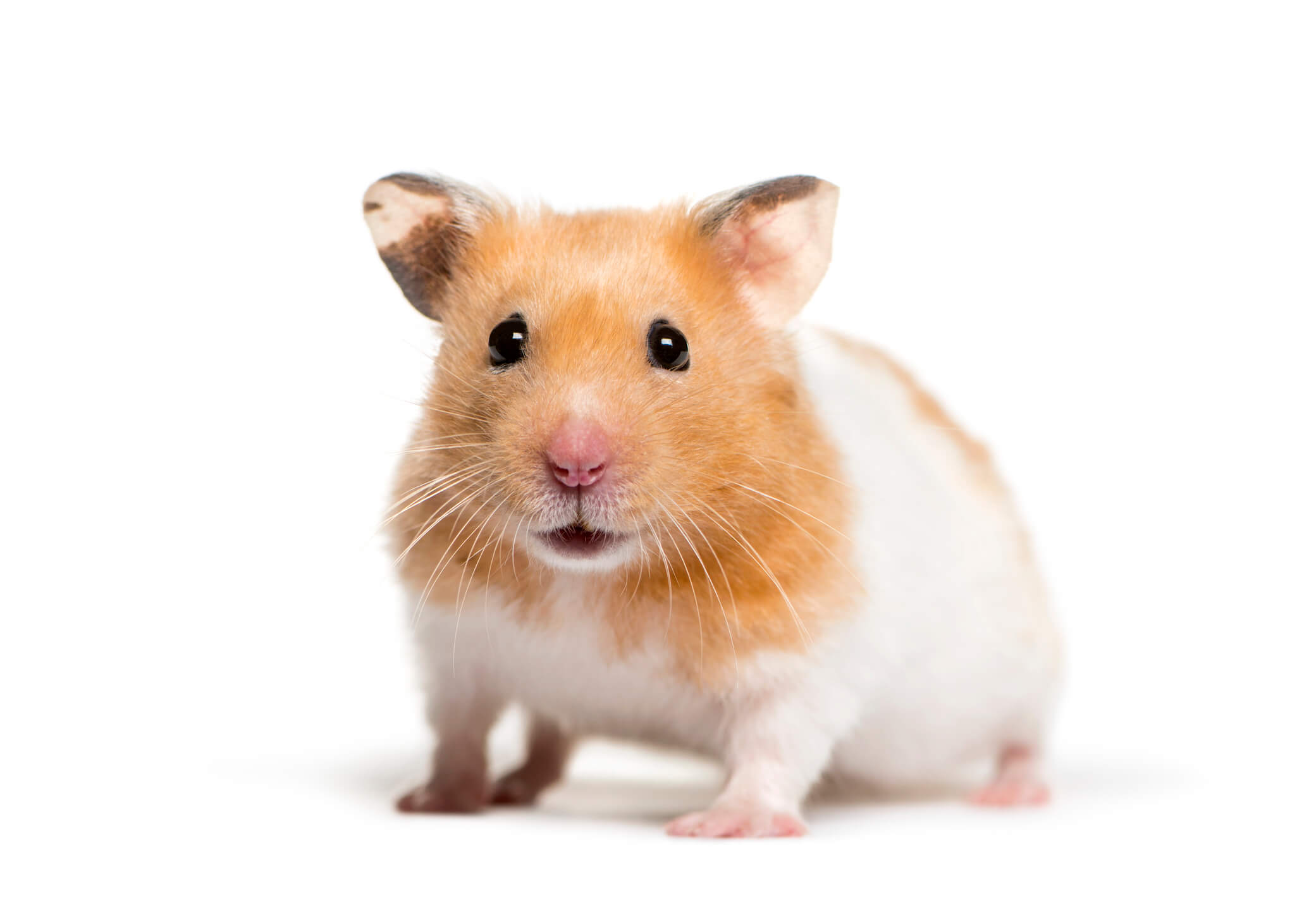 pet-hamster-white-background
