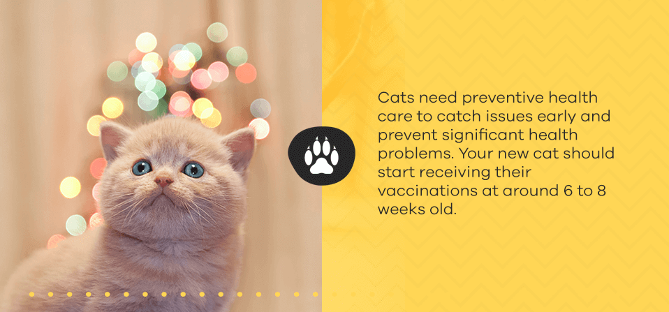 preventative-healthcare-for-cats