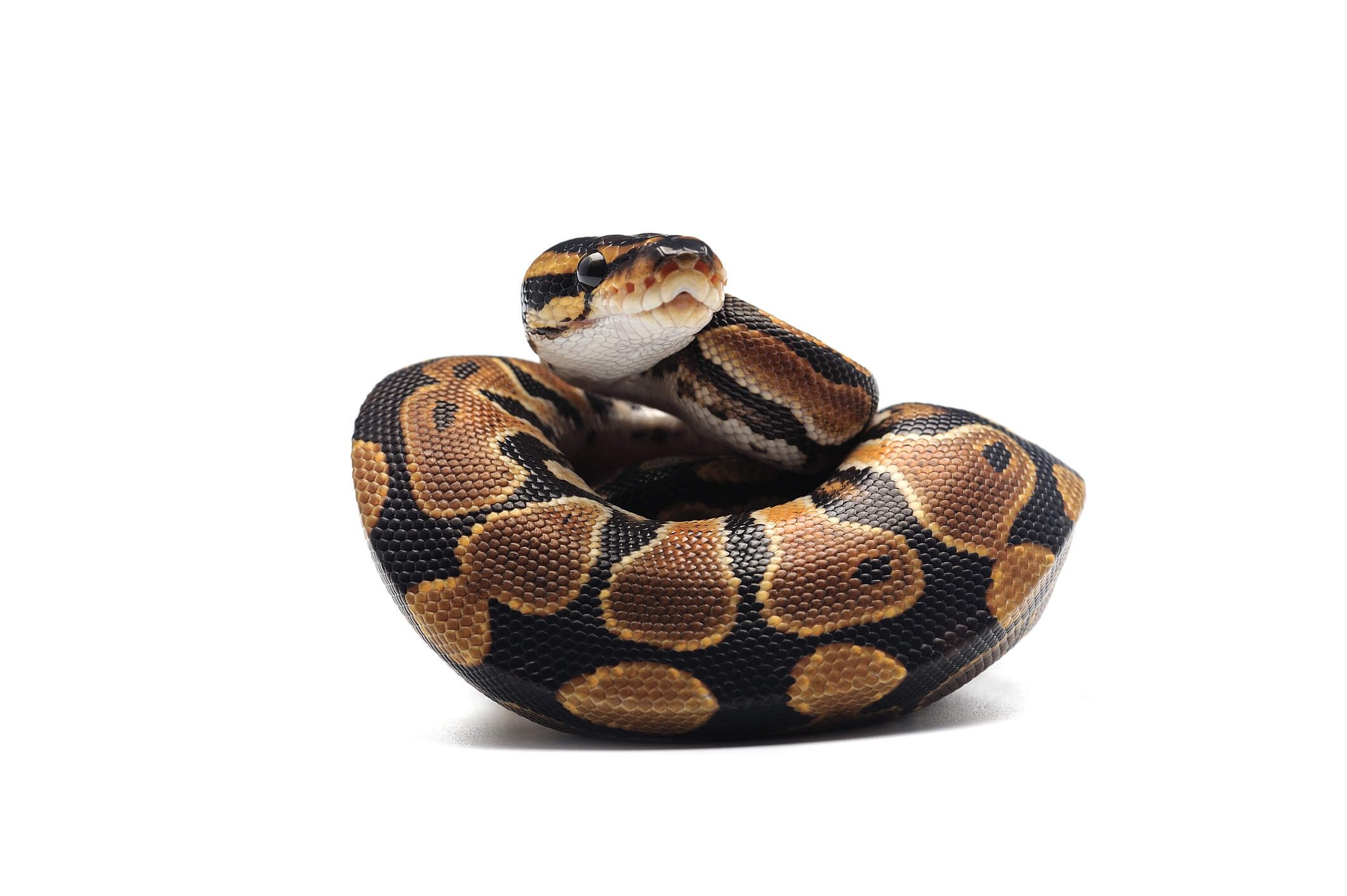 python-white-background