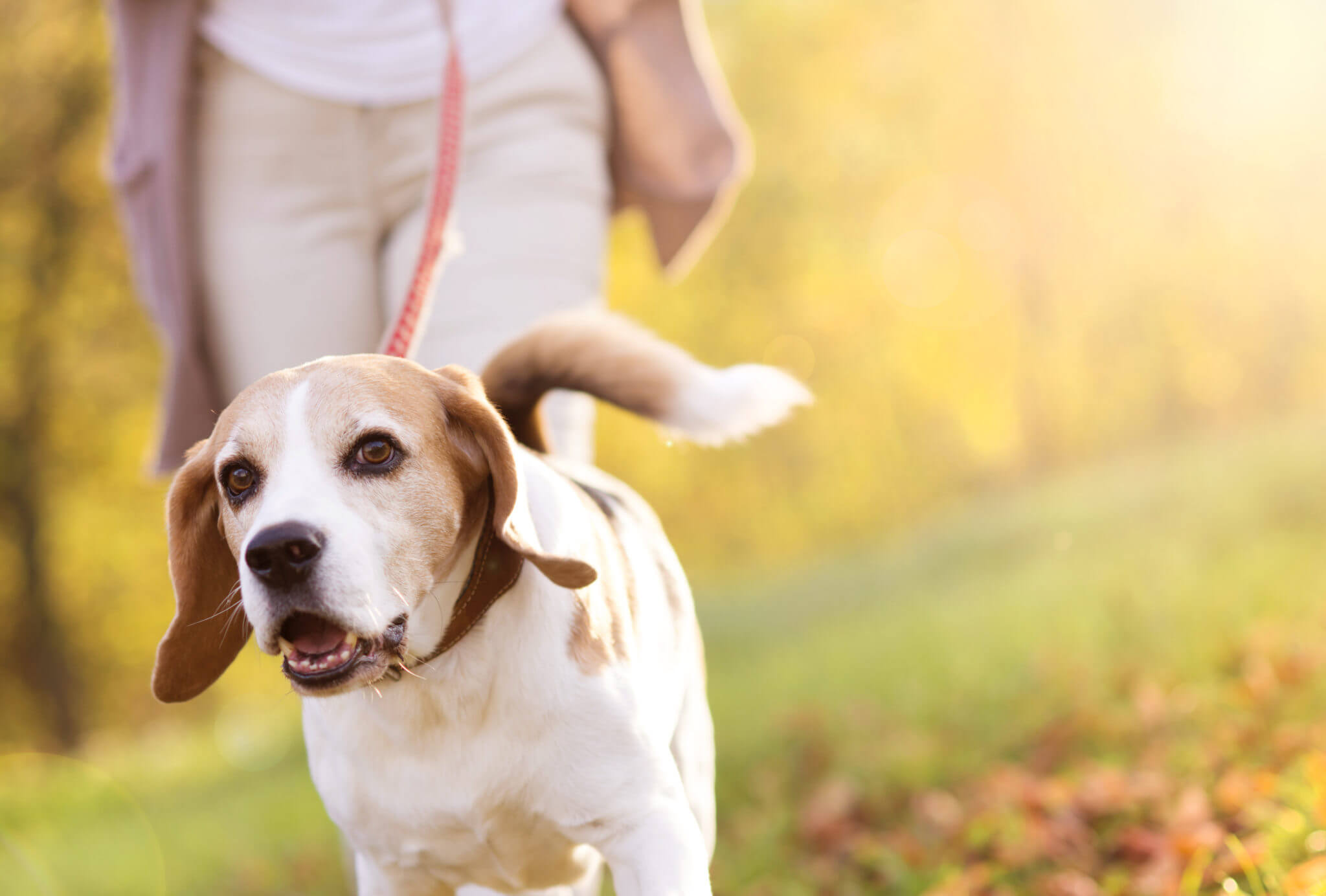 senior-woman-walking-her-beagle-dog-in-countryside