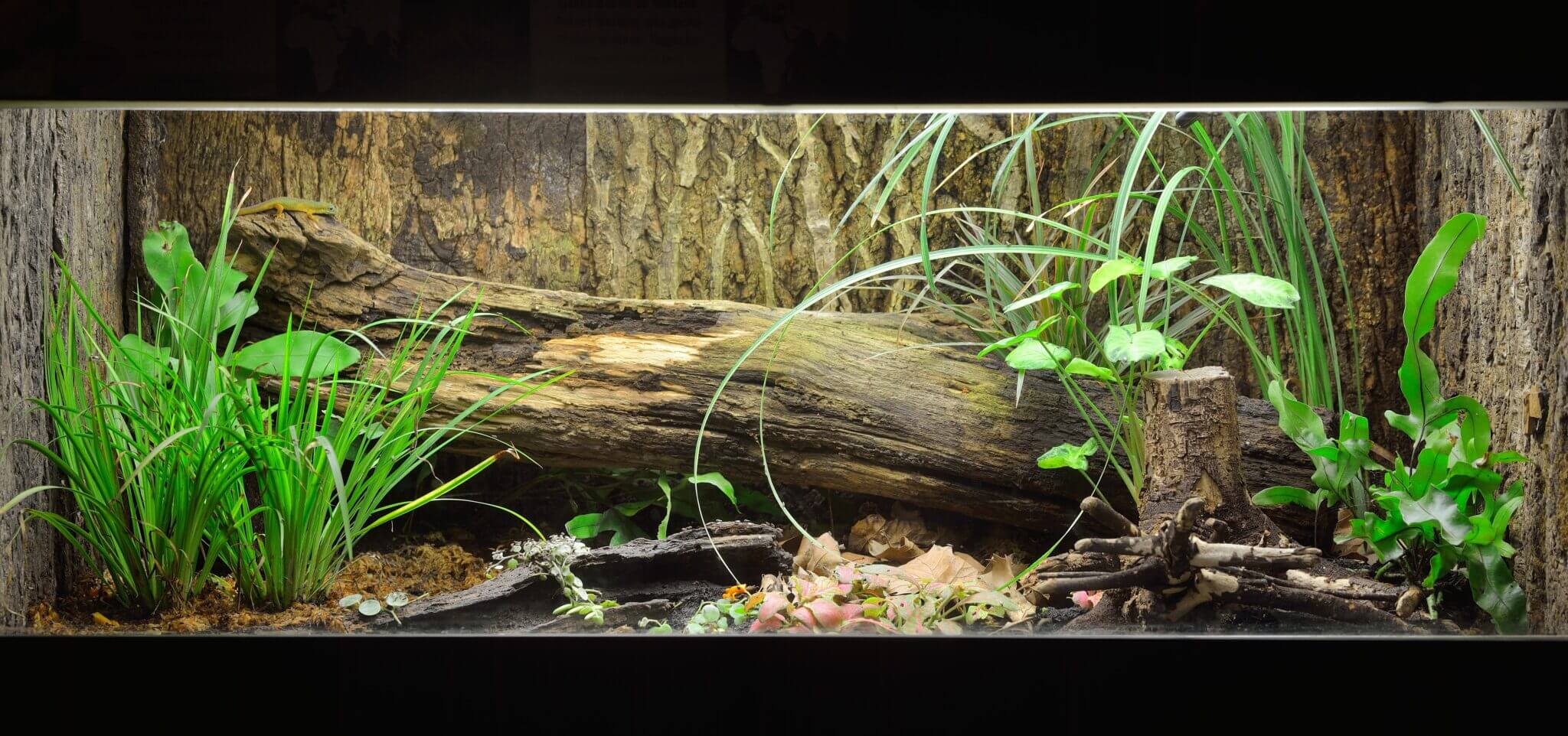 tropical-environment-terrarium-layout-with-exotic-greens-and-a-log