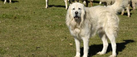 Great pyrenees breed  Great pyrenees breed
