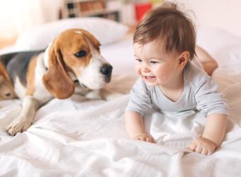 How To Introduce Your Pet To Your New Baby