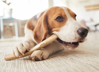 Pet Dental Disease: Prevention Is Key