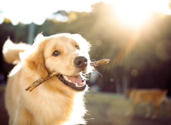 6 Pet-Friendly Activities In Sarasota, Florida