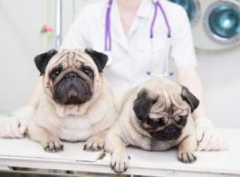 Vital Pet First Aid Tips To Help Keep Your Pet Healthy And Safe