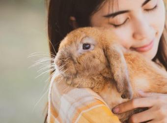 Hop Into Rabbit Care: A Comprehensive Guide for Bunny Owners