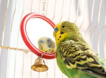 What You Need to Be Prepared for As a Bird Owner