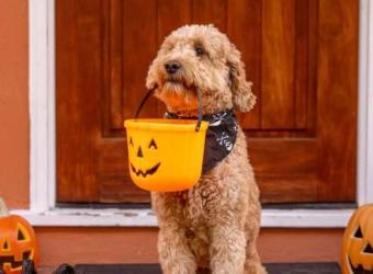 8 Easy Pet Costume Ideas for Pets Who Don’t Like Dressing Up