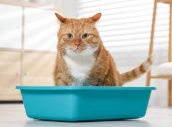 Emergency Alert: Recognizing And Treating Urinary Blockages In Cats