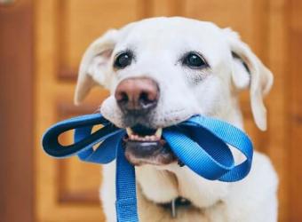 The Ultimate Guide to Dog Walking Gear