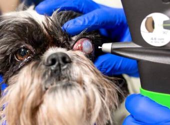 Pet Eye Health: Everything You Need to Know About Common Dog &amp; Cat Eye Disorders — Part I