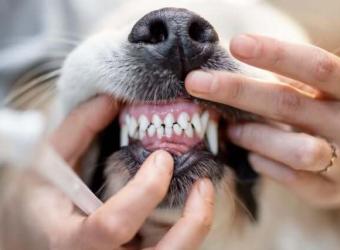 What Is a COHAT? So Much More Than a Standard Pet Teeth Cleaning