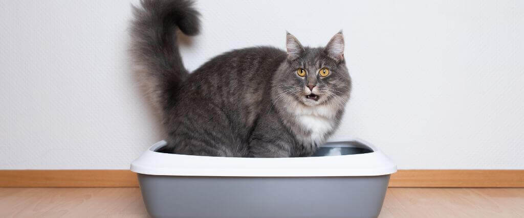 Causes and Cures for Cat Constipation