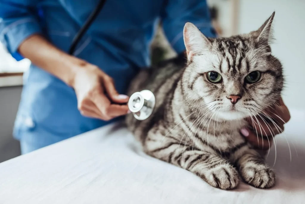13 Common Pet Emergencies That Need Immediate Attention
