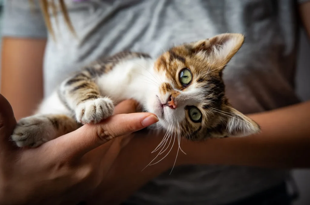 How To Train Your Cat To Stop Scratching Your Furniture