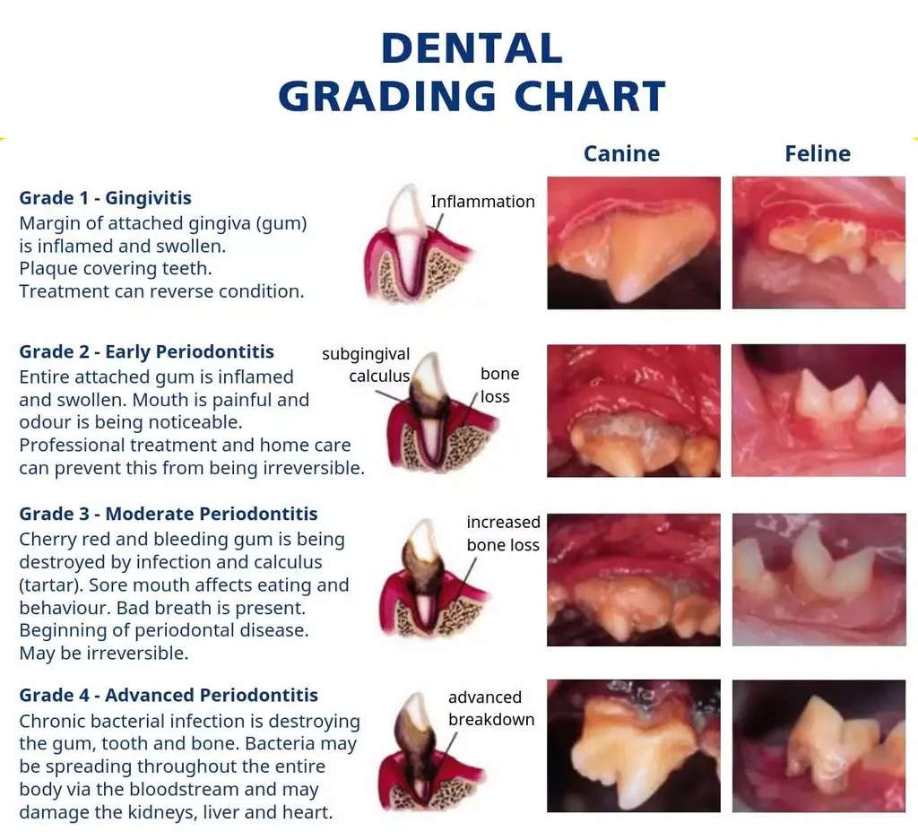 Dental Care, pet dental services Sarasota, veterinary dental cleaning