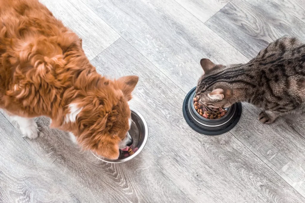 Food For Thought: How To Correctly Feed Your Dog & Other Pets