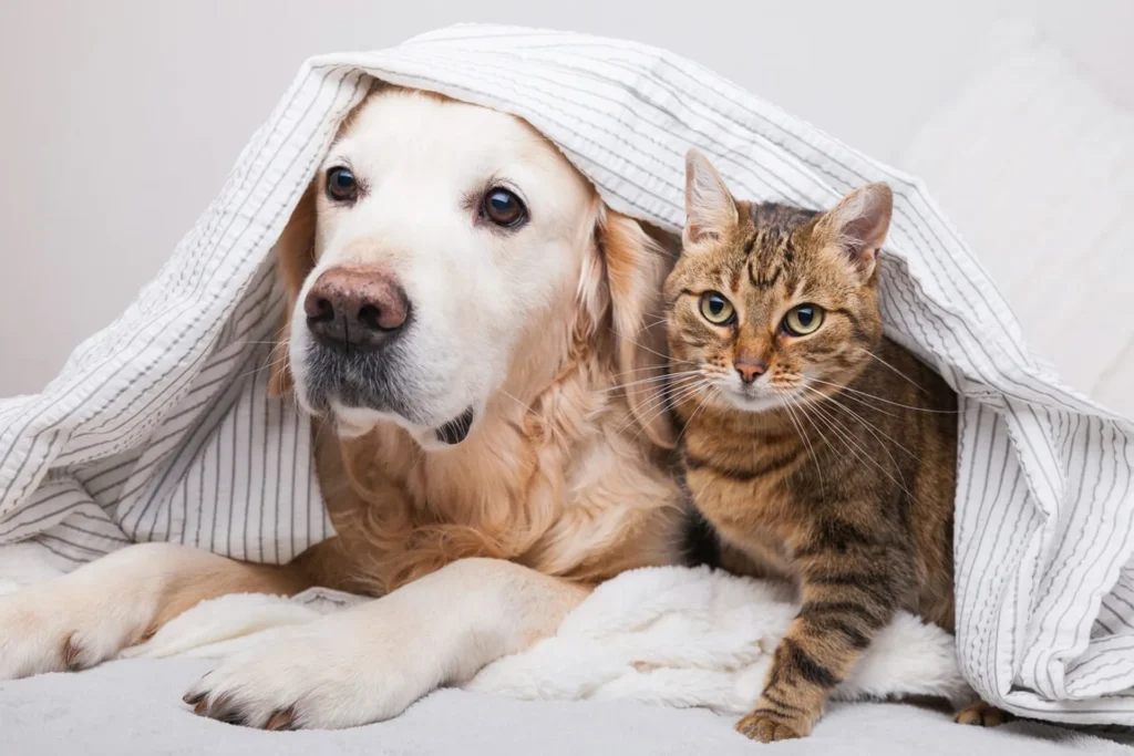 Heartworm 101 For Dogs And Cats