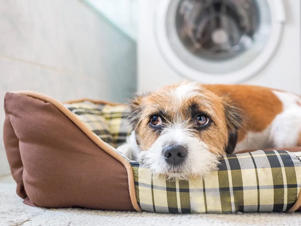 What Thunderstorm Season Means For Pets