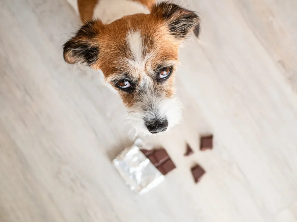 Pets And Chocolate: A Scary Combination!