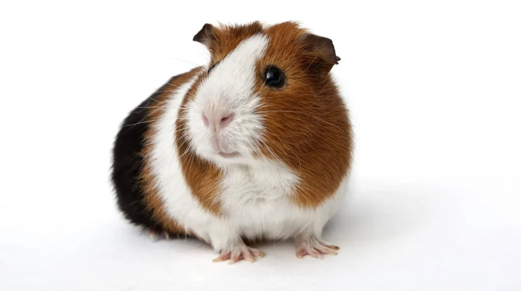 The Best Pets For Kids