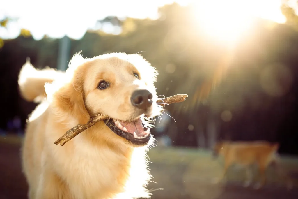 6 Pet-Friendly Activities In Sarasota, Florida