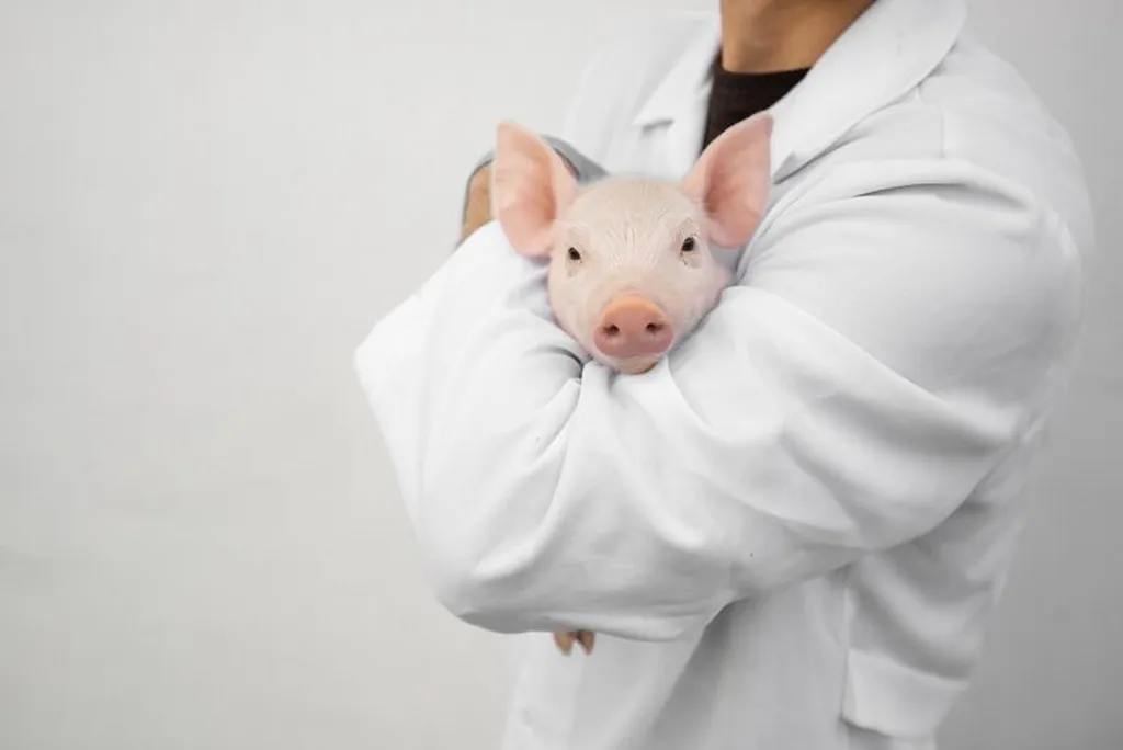 Care for Small Hoofstock, veterinary care for miniature goats, healthcare for pet pigs