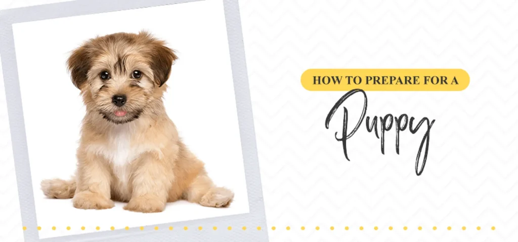 How To Prepare For A Puppy