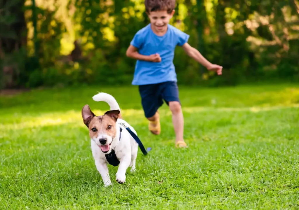 What Can Heat Do To Your Pet?