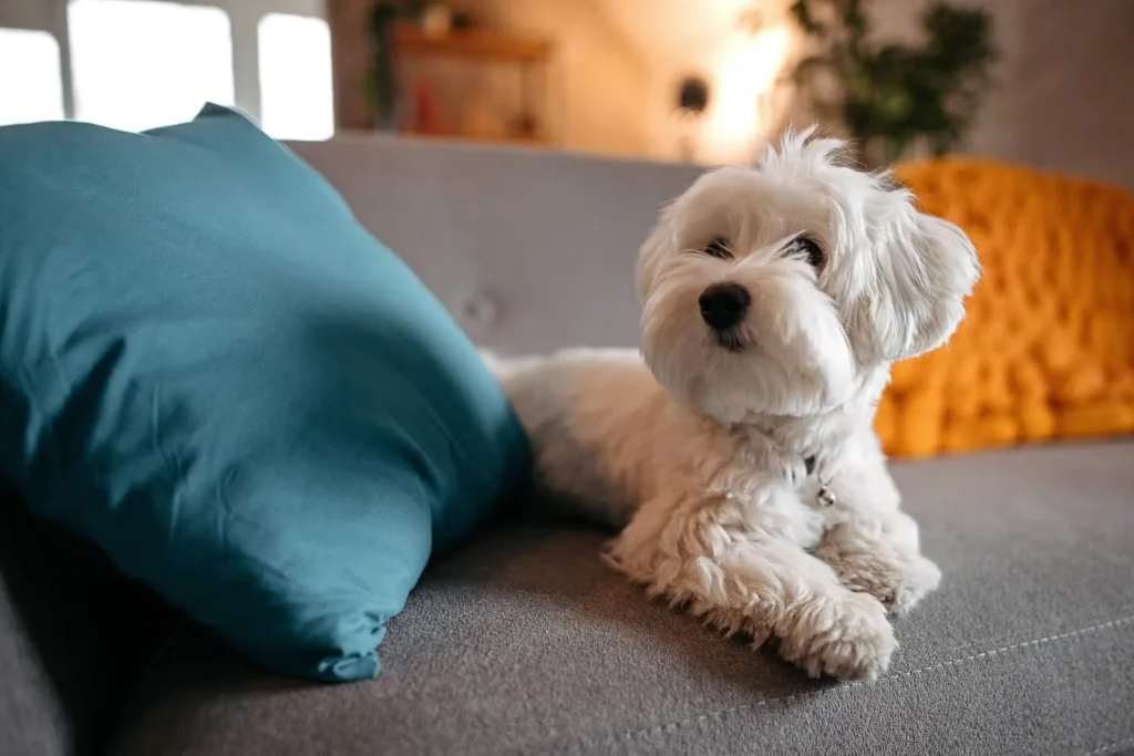 What To Do When Your Pet Eats Something They Shouldn’t