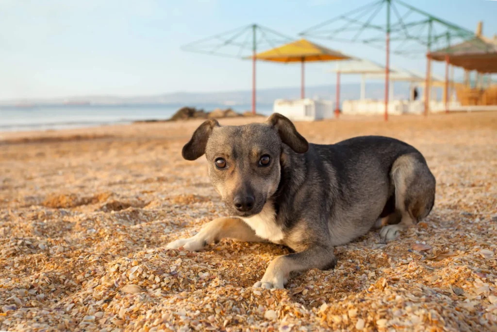 Dog-Friendly Restaurants In Sarasota