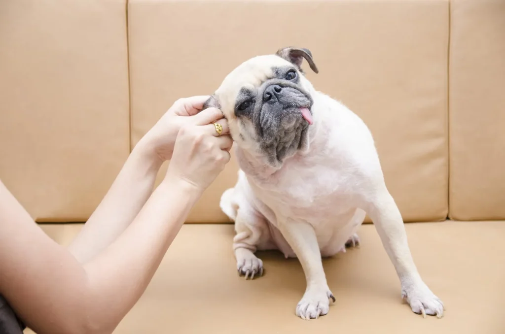 How To Properly Clean Your Dog’s Ears