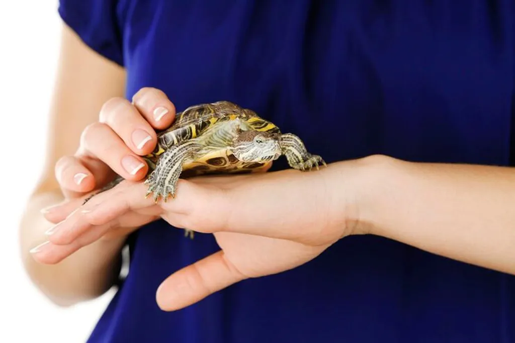 Turtles