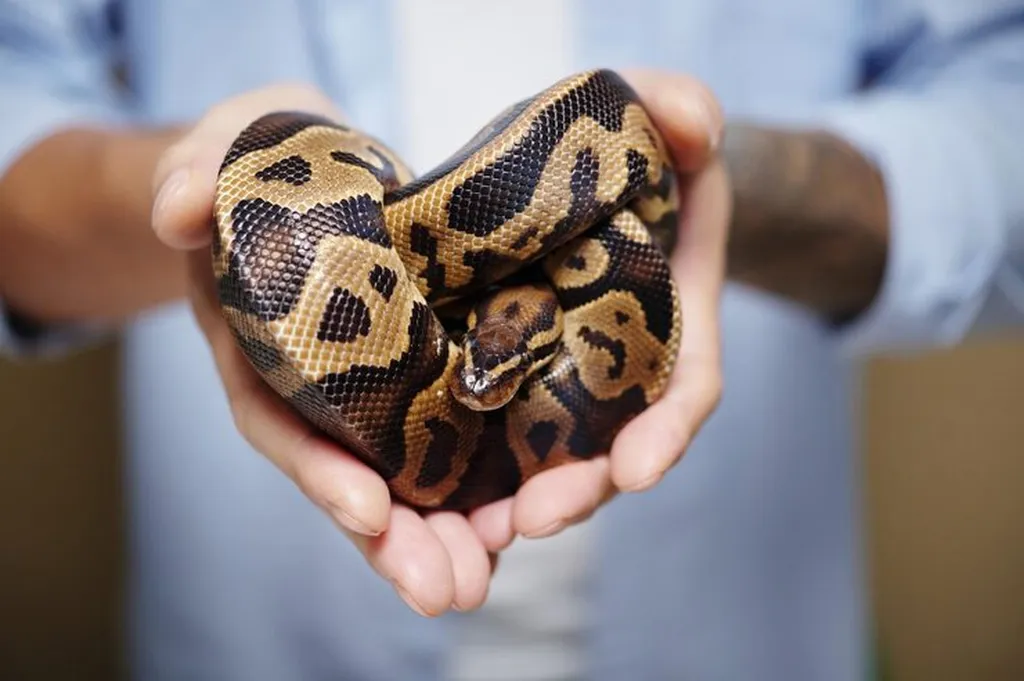 Care for Reptiles, reptile veterinary care, veterinary care for snakes and lizards