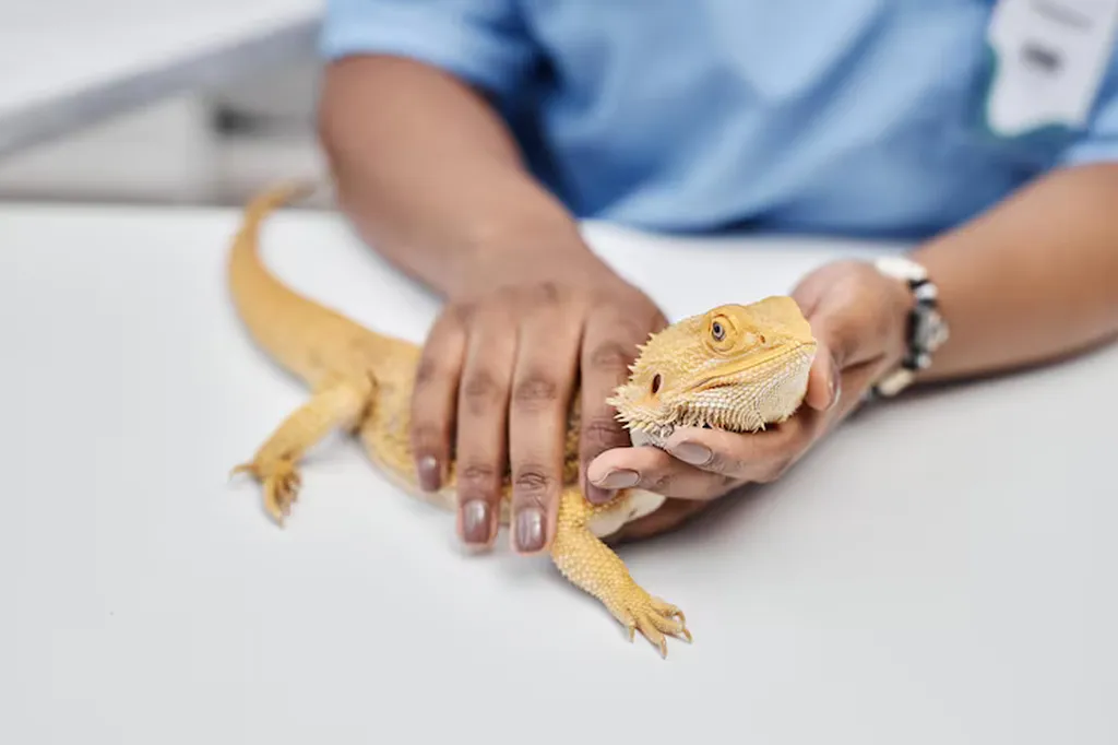 Lizards, pet lizard care, lizard veterinarian Sarasota