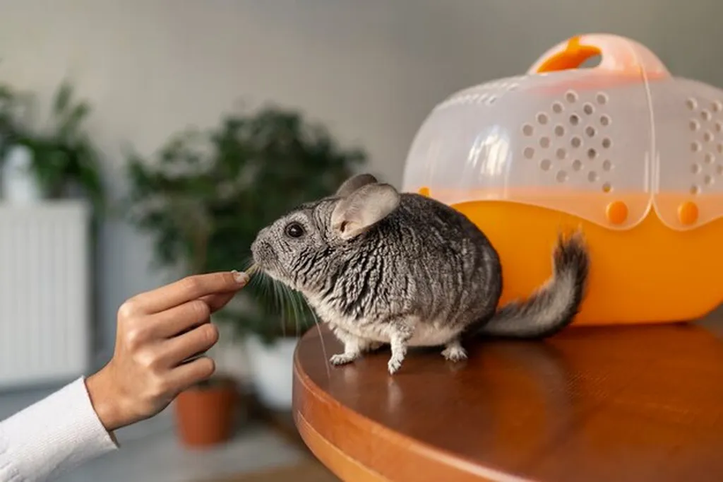 Care for Small Mammals (Pocket Pets), veterinary care for pocket pets, small mammal health services