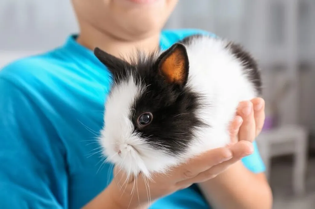 Care for Small Mammals (Pocket Pets), veterinary care for pocket pets, small mammal health services